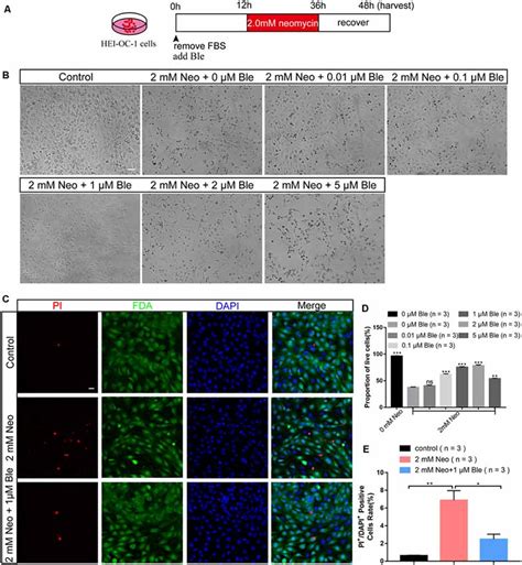 Frontiers Blebbistatin Inhibits Neomycin Induced Apoptosis In Hair