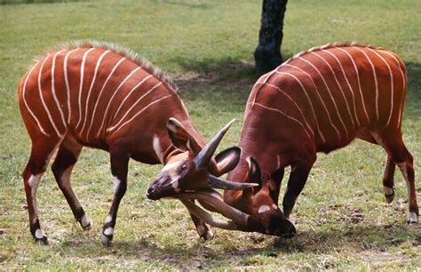 Endangered Species