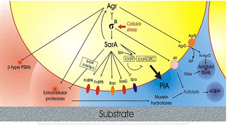 Frontiers Polysaccharide Intercellular Adhesin In Biofilm Structural