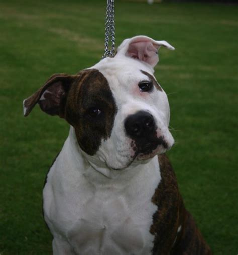 American Staffordshire Terrier Breed Facts And Care Information