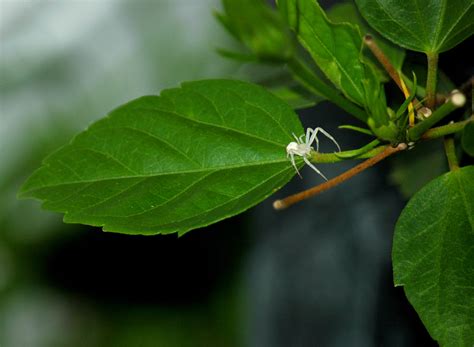 White Crab Spider Free Stock Photo - Public Domain Pictures