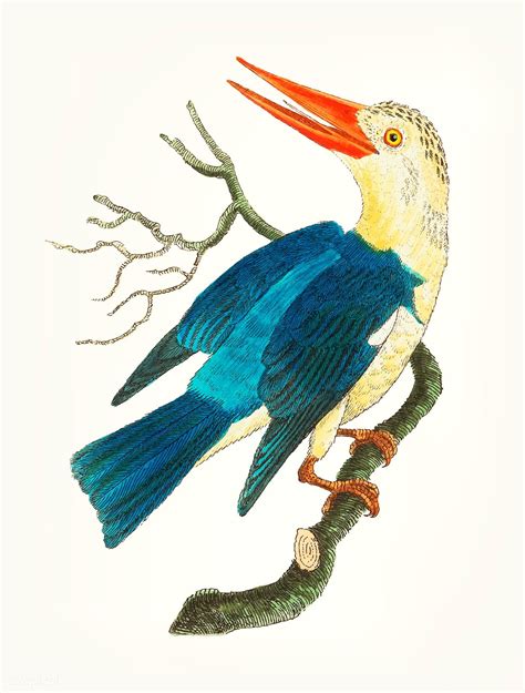 Vintage Illustration Of Blue Green Kingfisher Premium Image By