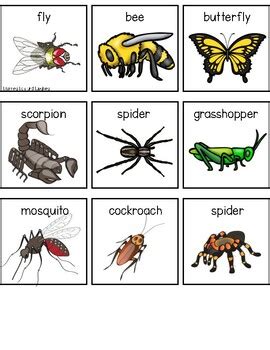 Insect VS Arachnid Sort Compare And Contrast Insects And Arachnids