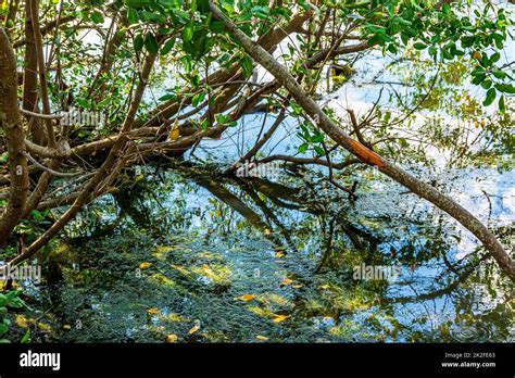 Mangrove Vegetation With Its Roots Stock Photo Alamy
