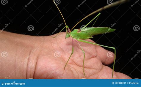 Katydid on the Hand. Green Katydids Isolated on Black Background. Camouflage Katydid. Camouflage ...