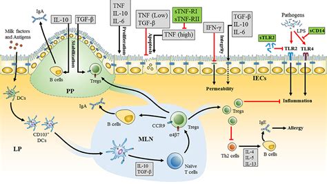 Frontiers Cytokines And Soluble Receptors In Breast Milk As Enhancers