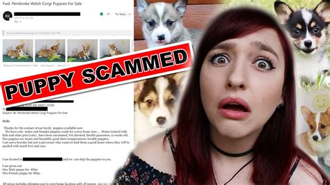 Puppy Scammed 7 Tips On How To Avoid Scammers Youtube