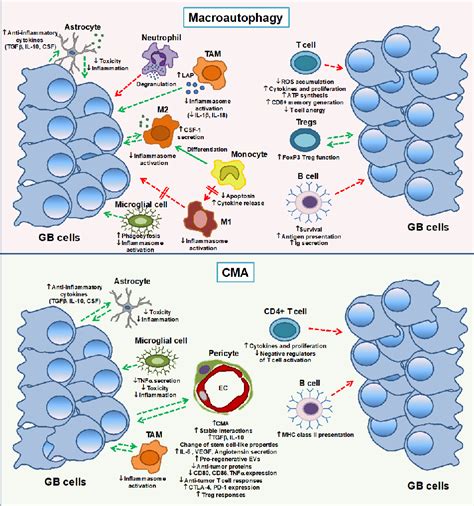 Figure 1 From Autophagy In The Immunosuppressive Perivascular