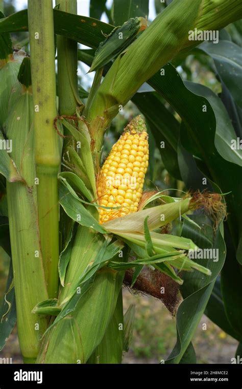 A Close Up Of Ripe Full Corn Maize Ear On A Corn Plant S Stalk In The