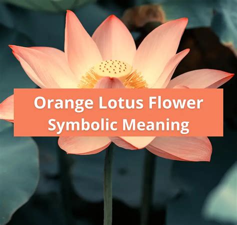 Orange Lotus Flower Symbolic Meaning And Spiritual Symbolism Symbolic Meaning Of A Flower