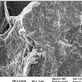 Pdf Biofilm Formation And Antibacterial Properties Of Lactobacillus