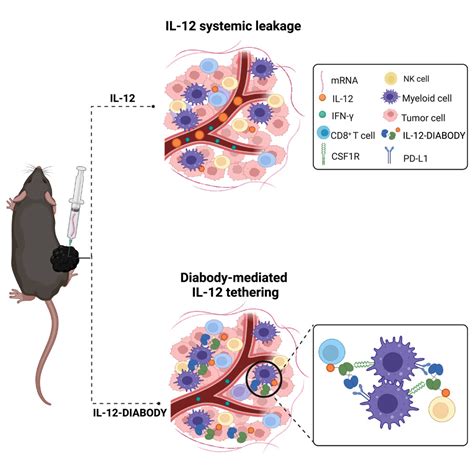 Intratumoral Injection Of Il Encoding Mrna Targeted To Csf R And Pd