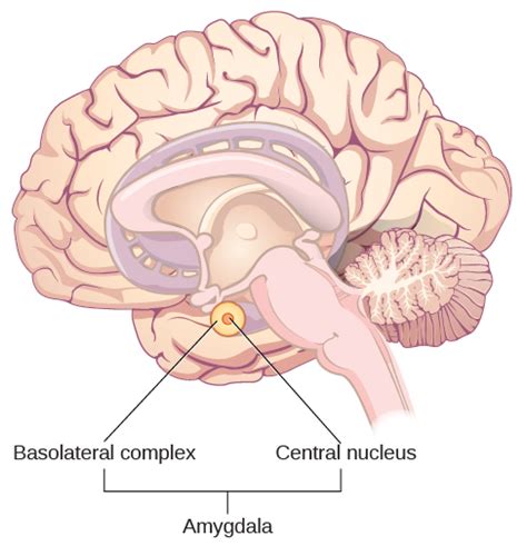 Expressing And Recognizing Emotion Introduction To Psychology Course Hero