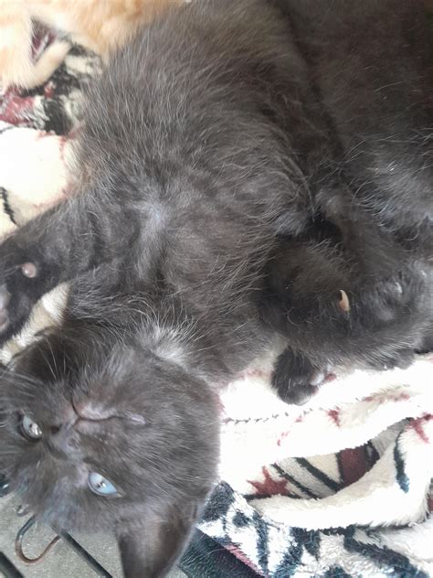 a lot of kittens, a lot of photos : r/cats