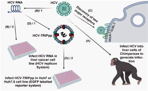 31 Years Of Discovery And The Progress Of Hepatitis C Virus 2020