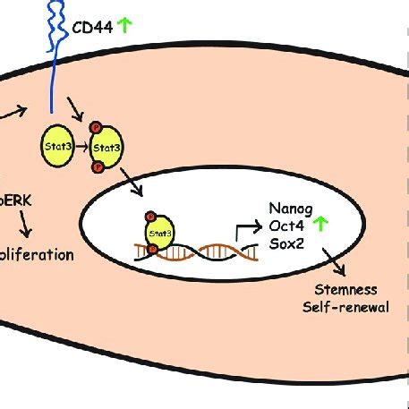 Graphical Summary Of How MiR 200c 3p May Regulate Self Renewal