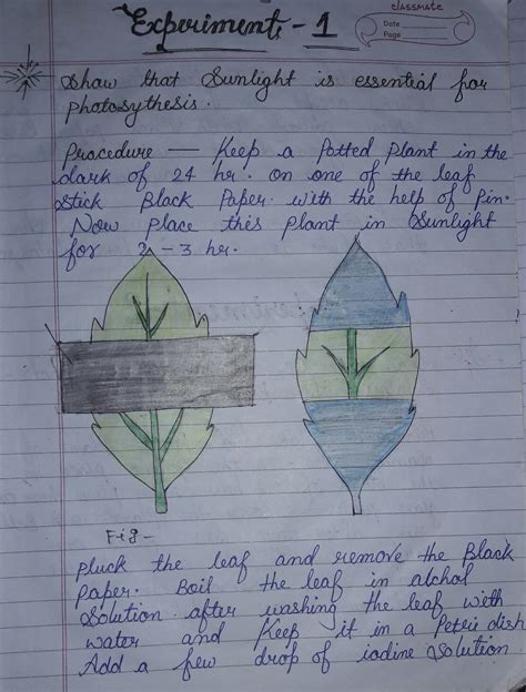Experiment To Show That Sunlight Is Essential For Photo Synthesis