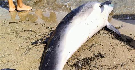 Delfino Morto In Mare Stato Avvistato E Portato Sulla Spiaggia Di