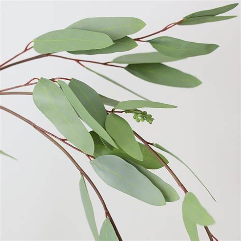 Eucalyptus Weeping Bulk And Wholesale Bunches Direct Usa