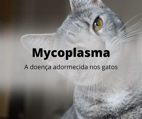 Mycoplasma Hemoparasita Comum Nos Gatos