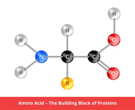 Amino Acid Model