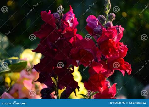 Colorful Snapdragons In The Garden Close Up Stock Image Image Of