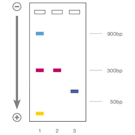 X Dna Gel Loading Dye Recipe Deporecipe Co