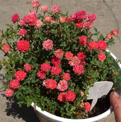 Miniature Rose Bush - Jamal Garden Plant