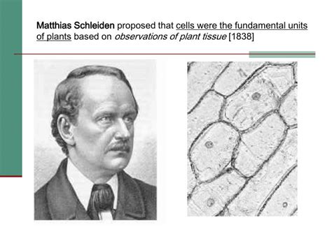 PPT - CELL THEORY PowerPoint Presentation - ID:3021627