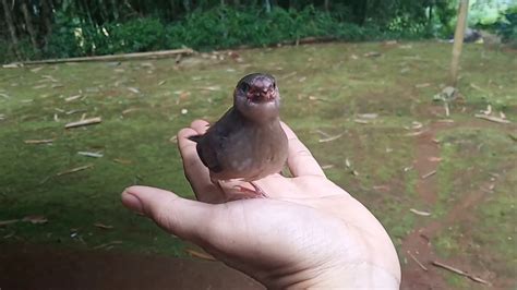 Anakan Burung Gelatik Jawa Lagi Diberi Makan Mirip Gelatik Batu