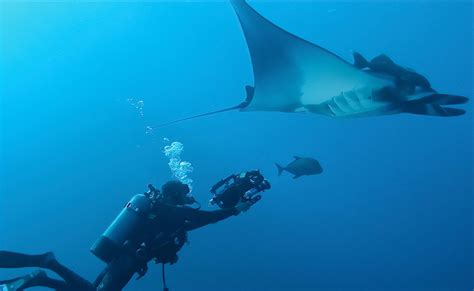 Guardiões Do Mar 📺 Série Documental Na Tv Cultura Aqui Tem DiversÃo