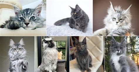 21 Gray Maine Coon Cats You’ll Love - MaineCoon.org