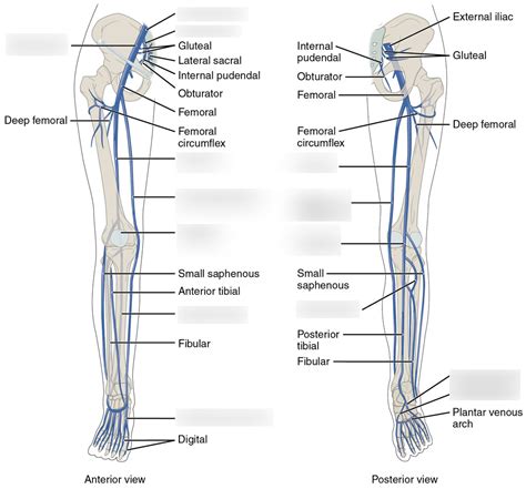 Veins Of Pelvis And Lower Limbs Diagram Quizlet