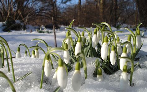 Snow Coast HD Wallpaper Spring Flowering Bulbs Early Spring Flowers