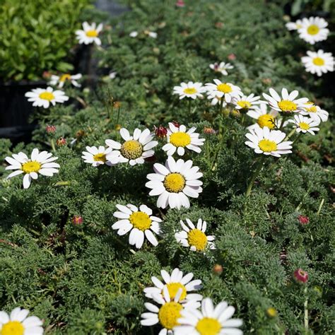 JDA Anacyclus Pyrethrum Depressus