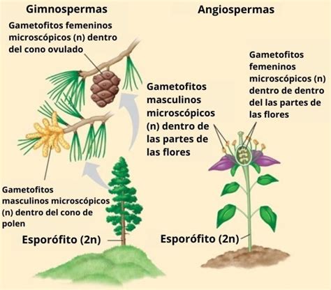 Gimnospermas Características Clasificación Y Ejemplos De Especies