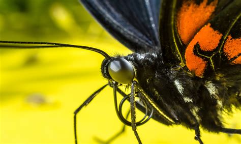 Closeup Butterfly Body Free Image Download