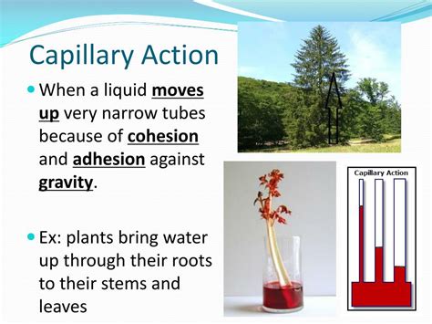 Capillary Action Of Water In Plants