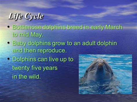 Dolphin Life Cycle Diagram For Kids