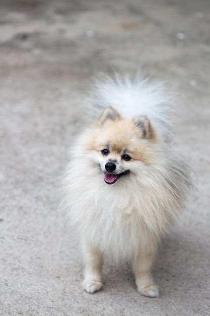 Premium Photo | White pomeranian