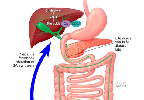 8 Carnivore Diet Supplements That Could Supercharge Your Health – Carnivore Aurelius