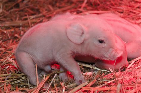 Newborn Piglets