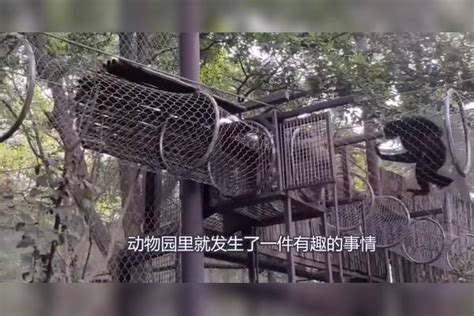 公猴帮母猴抓虱子，抓着抓着就开始不着调了，镜头拍下尴尬一幕 虱子 公猴 镜头