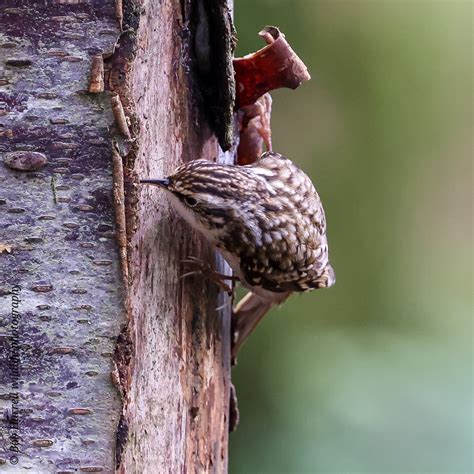 Treecreeper D G Scotland Bob Hurrell Wildlife Flickr