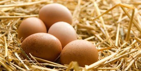 Top 10 Jumbo And Extra Large Egg Laying Chicken Breeds