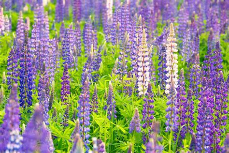 Lupine Flowers Care How To Grow Lupines