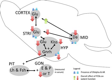 Figure 2 From Endocrine Disrupting Actions Of Pcbs On Brain Development