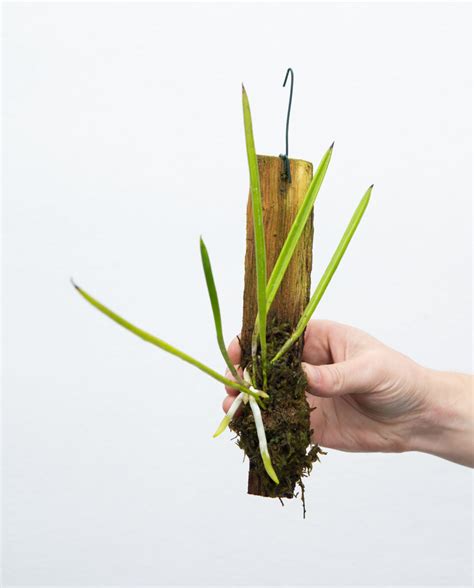 Brassavola Nodosa Aufgebunden Online Kaufen Farnwerk Design Lebt