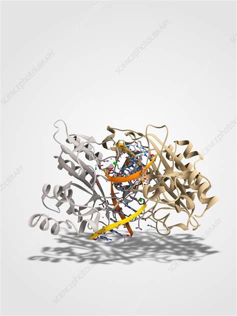 EcoRV restriction enzyme molecule - Stock Image - C014/2114 - Science Photo Library