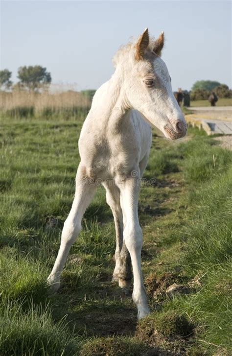 220+ Foal horse white Free Stock Photos - StockFreeImages - Page: 5